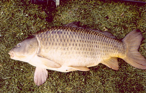 Common Carp