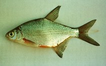 Silver Bream